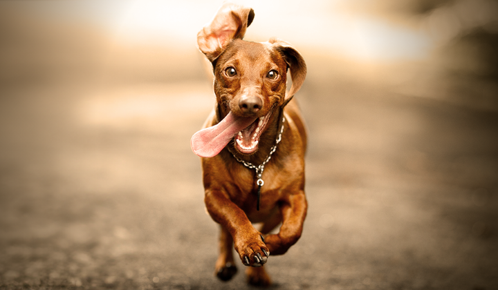 Mobile_Form Submission 360